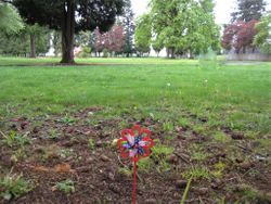 A flower sits near the unmarked grave of Fellow Worker Stumpy Payne